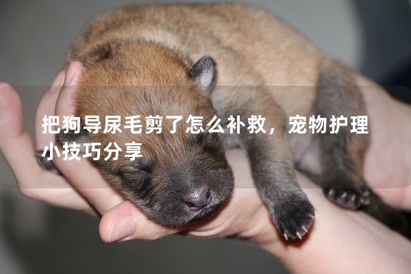 把狗導尿毛剪了怎么補救，寵物護理小技巧分享