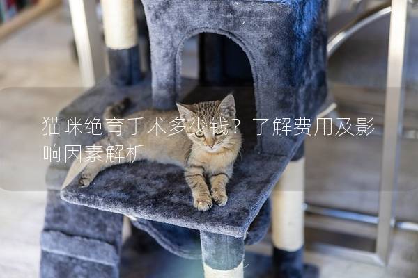 貓咪絕育手術(shù)多少錢(qián)？了解費(fèi)用及影響因素解析