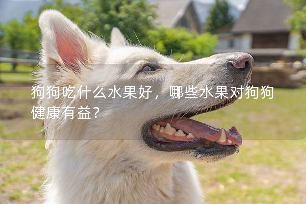 狗狗吃什么水果好，哪些水果對狗狗健康有益？
