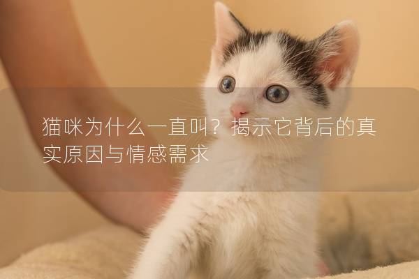 貓咪為什么一直叫？揭示它背后的真實原因與情感需求