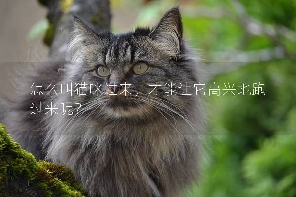 怎么叫貓咪過來，才能讓它高興地跑過來呢？