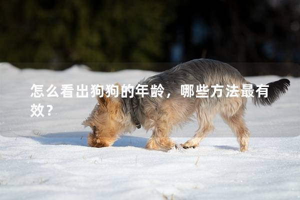 怎么看出狗狗的年齡，哪些方法最有效？