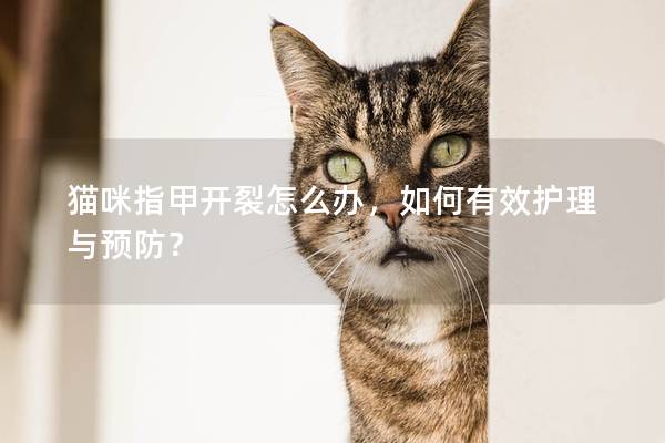 貓咪指甲開裂怎么辦，如何有效護理與預(yù)防？