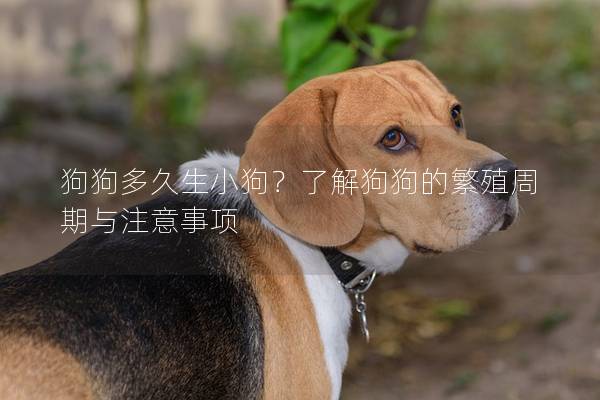 狗狗多久生小狗?了解狗狗的繁殖周期與注意事項 狗狗多久生小狗?了解狗狗的繁殖周期與注意事項