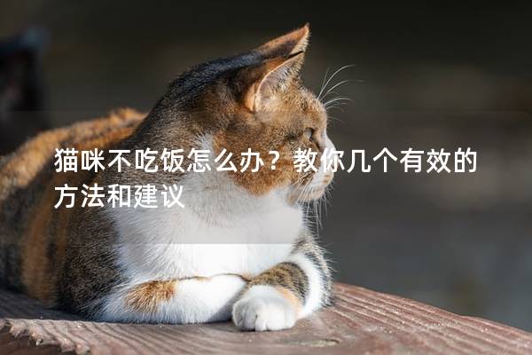 貓咪不吃飯怎么辦？教你幾個有效的方法和建議