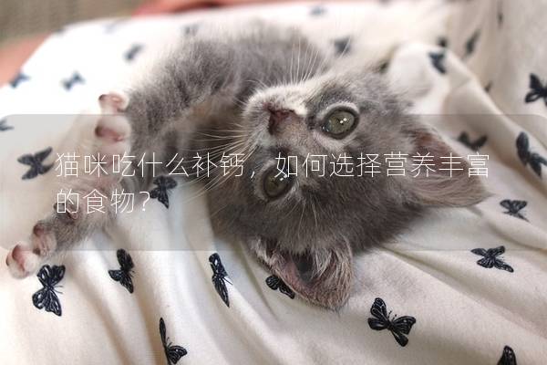 貓咪吃什么補鈣，如何選擇營養(yǎng)豐富的食物？