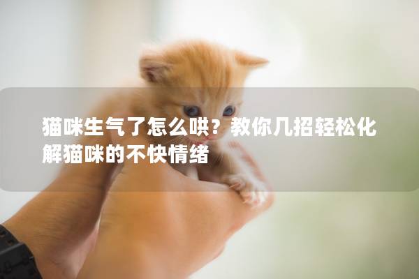 貓咪生氣了怎么哄？教你幾招輕松化解貓咪的不快情緒