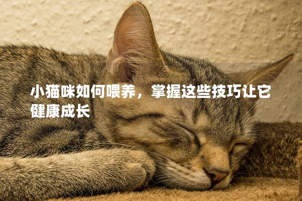 小貓咪如何喂養，掌握這些技巧讓它健康成長