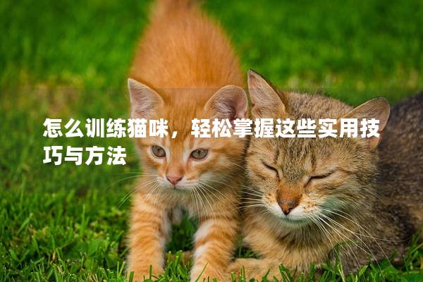 怎么訓練貓咪，輕松掌握這些實用技巧與方法