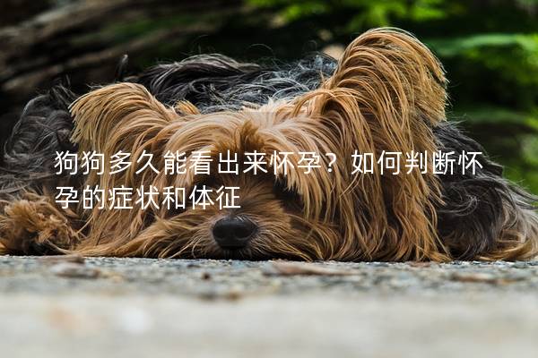 狗狗多久能看出來懷孕？如何判斷懷孕的癥狀和體征