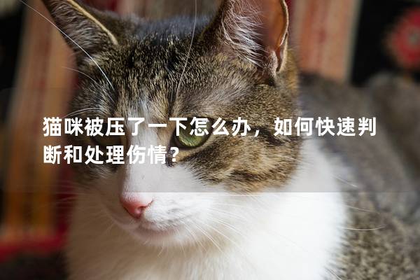 貓咪被壓了一下怎么辦，如何快速判斷和處理傷情？