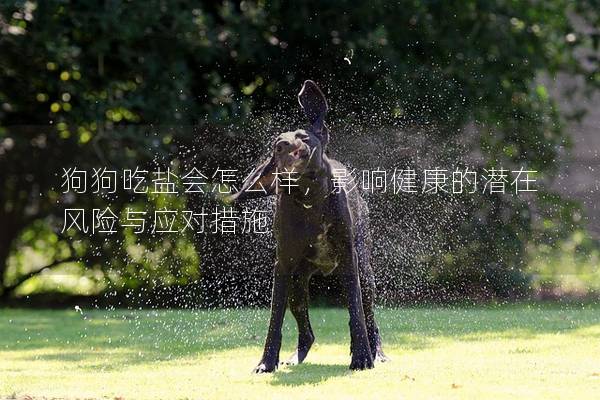 狗狗吃鹽會怎么樣，影響健康的潛在風險與應對措施