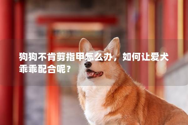 狗狗不肯剪指甲怎么辦，如何讓愛犬乖乖配合呢？
