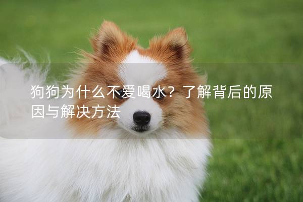 狗狗為什么不愛喝水？了解背后的原因與解決方法