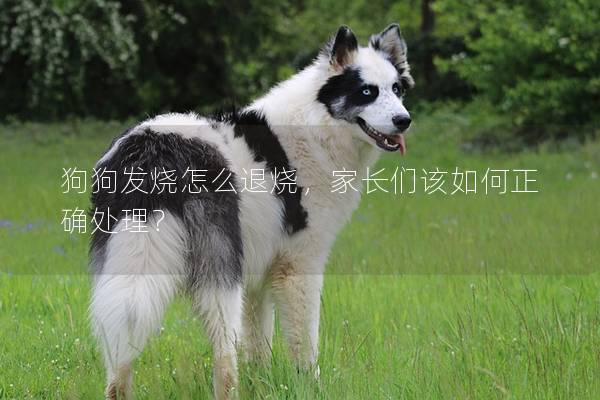狗狗發燒怎么退燒，家長們該如何正確處理？
