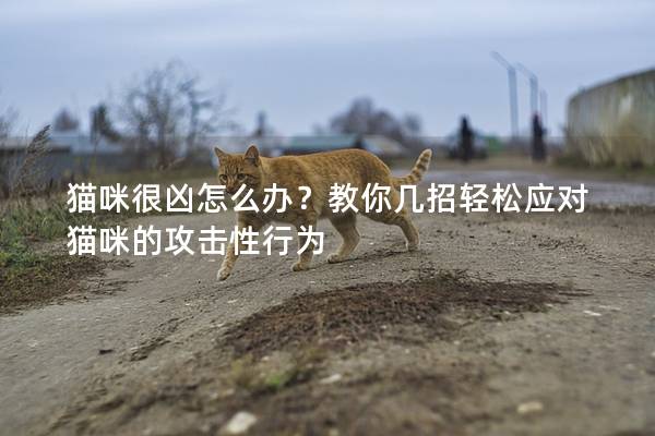 貓咪很兇怎么辦？教你幾招輕松應對貓咪的攻擊性行為