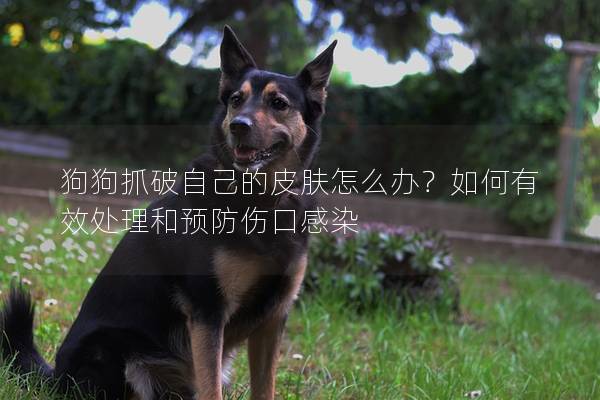 狗狗抓破自己的皮膚怎么辦？如何有效處理和預防傷口感染