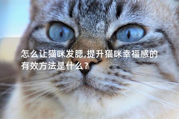 怎么讓貓咪發(fā)腮,提升貓咪幸福感的有效方法是什么？