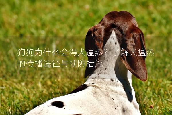 狗狗為什么會得犬瘟熱？了解犬瘟熱的傳播途徑與預防措施