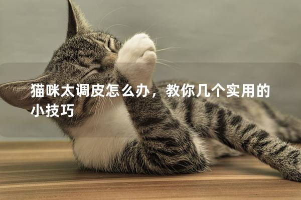 貓咪太調(diào)皮怎么辦，教你幾個實用的小技巧