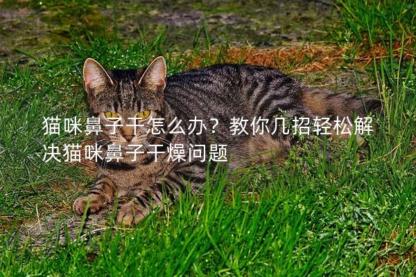 貓咪鼻子干怎么辦？教你幾招輕松解決貓咪鼻子干燥問題