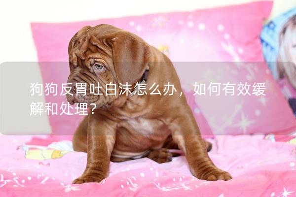 狗狗反胃吐白沫怎么辦，如何有效緩解和處理？
