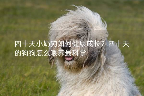 四十天小奶狗如何健康成長？四十天的狗狗怎么喂養最科學