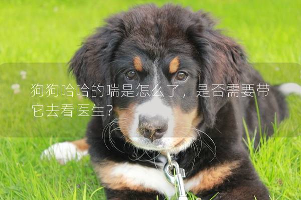 狗狗哈哈的喘是怎么了，是否需要帶它去看醫(yī)生？