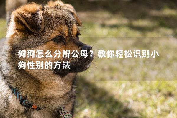 狗狗怎么分辨公母?教你輕松識別小狗性別的方法 狗狗怎么分辨公母?教你輕松識別小狗性別的方法