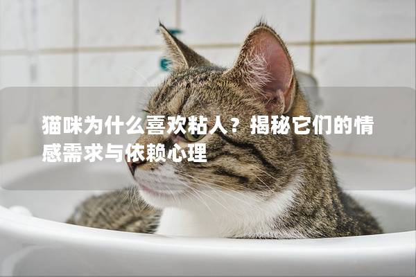 貓咪為什么喜歡粘人？揭秘它們的情感需求與依賴心理