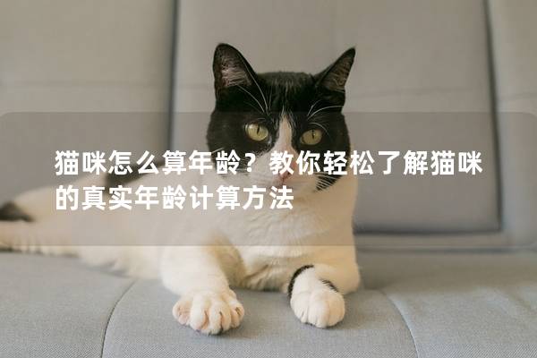 貓咪怎么算年齡？教你輕松了解貓咪的真實年齡計算方法