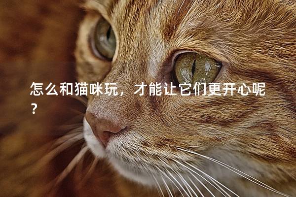 怎么和貓咪玩，才能讓它們更開心呢？