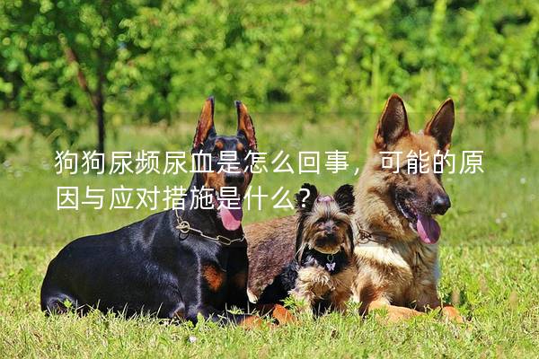 狗狗尿頻尿血是怎么回事，可能的原因與應(yīng)對(duì)措施是什么？