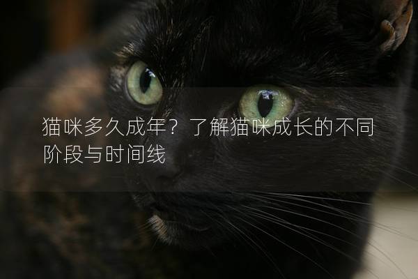 貓咪多久成年？了解貓咪成長的不同階段與時間線