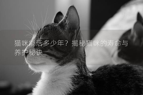 貓咪能活多少年？揭秘貓咪的壽命與養(yǎng)護(hù)秘訣