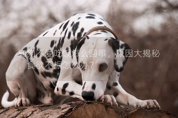 狗狗不愛(ài)吃飯?jiān)趺椿厥拢虼蠼颐兀秤徽裨趺崔k？