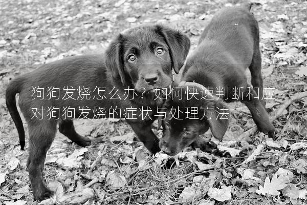 狗狗發燒怎么辦?如何快速判斷和應對狗狗發燒的癥狀與處理方法 狗狗發燒怎么辦?如何快速判斷和應對狗狗發燒的癥狀與處理方法