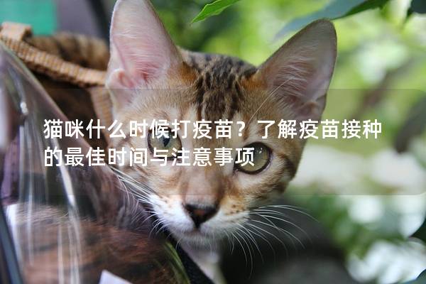 貓咪什么時候打疫苗？了解疫苗接種的最佳時間與注意事項