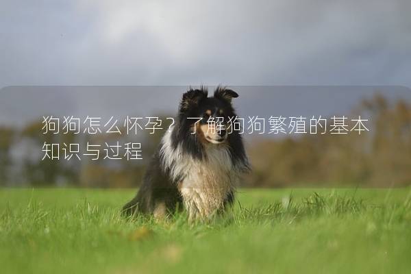 狗狗怎么懷孕？了解狗狗繁殖的基本知識與過程