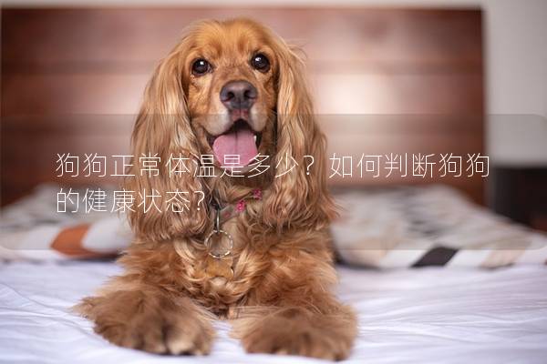 狗狗正常體溫是多少？如何判斷狗狗的健康狀態(tài)？
