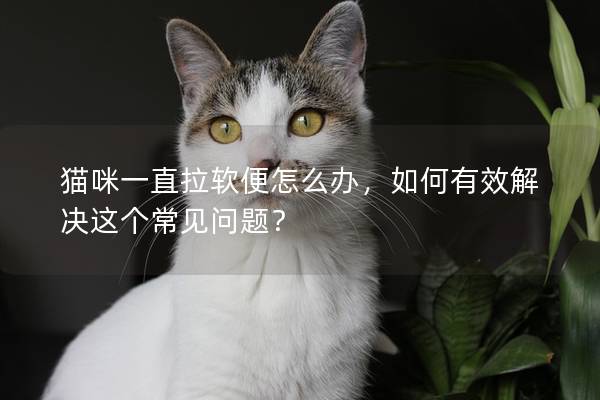 貓咪一直拉軟便怎么辦，如何有效解決這個(gè)常見問題？