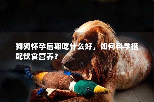 狗狗懷孕后期吃什么好,如何科學搭配飲食營養? 狗狗懷孕后期吃什么好,如何科學搭配飲食營養?