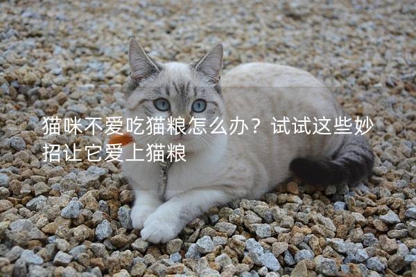 貓咪不愛(ài)吃貓糧怎么辦？試試這些妙招讓它愛(ài)上貓糧