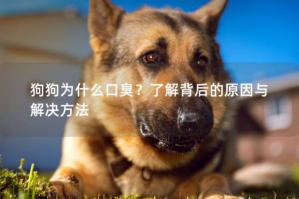 狗狗為什么口臭？了解背后的原因與解決方法