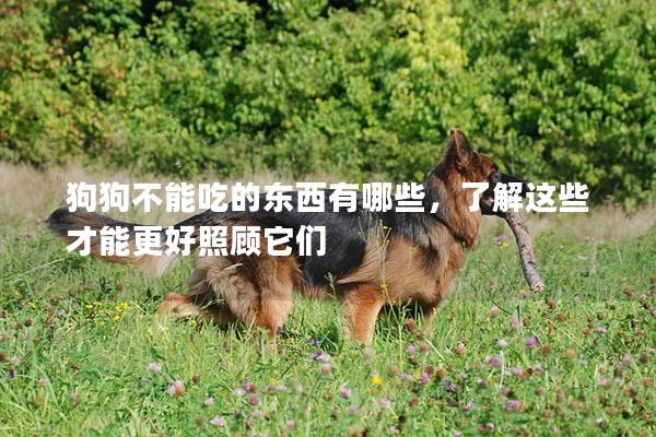 狗狗不能吃的東西有哪些，了解這些才能更好照顧它們