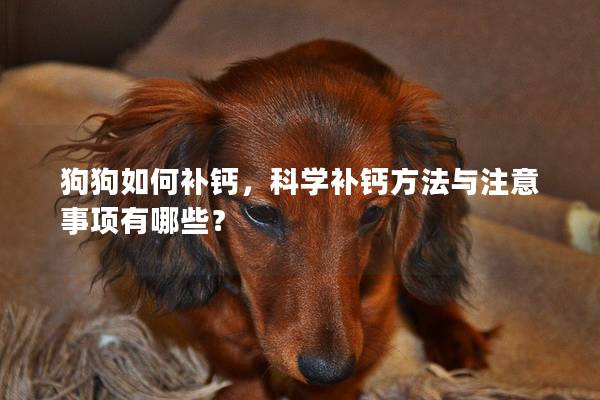 狗狗如何補鈣,科學補鈣方法與注意事項有哪些? 狗狗如何補鈣,科學補鈣方法與注意事項有哪些?