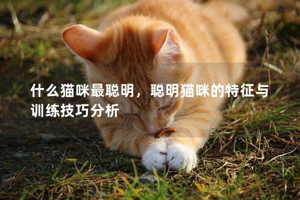什么貓咪最聰明，聰明貓咪的特征與訓(xùn)練技巧分析