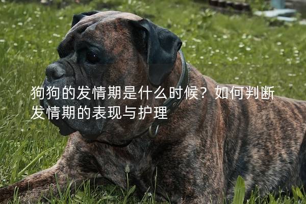 狗狗的發情期是什么時候？如何判斷發情期的表現與護理