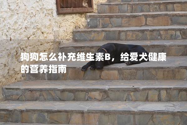 狗狗怎么補充維生素B，給愛犬健康的營養指南