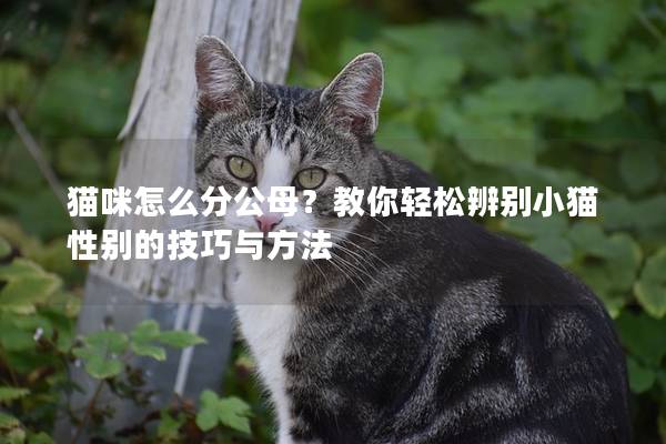 貓咪怎么分公母？教你輕松辨別小貓性別的技巧與方法